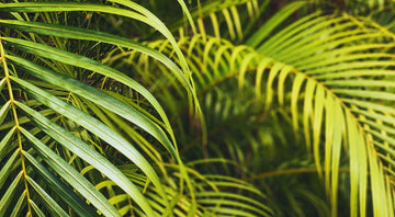 How to Care for Your Areca Palm Plants