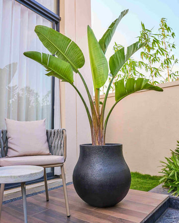 Best Plants and Planters for Balcony: Makeover Your Outdoor Balcony with Style