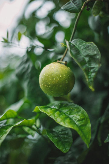 A Guide to Growing Limes in Indian Homes