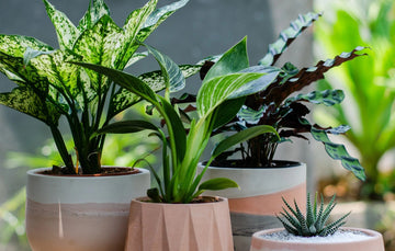 Need Help Picking the Perfect Plant for Someone in Your Life?