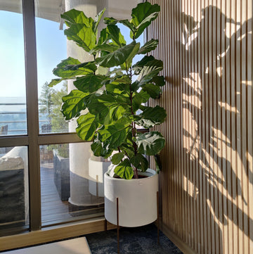 How to Care for Your Fiddle Leaf Fig - Palasa