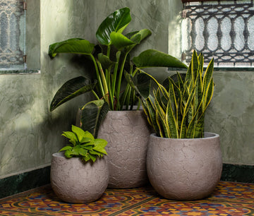 How to Keep Your Plants Happy While You're Away - Poter