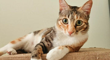 Pet-Friendly Plants in India: A Guide to Growing Safe Plants for Your Pets