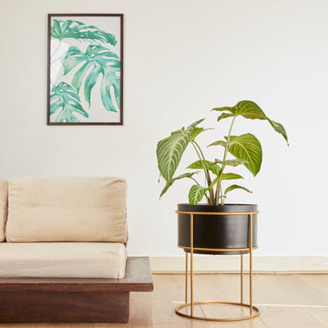 A Green Guide: Nurturing Your Arrowhead Plant in India