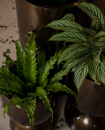 Festive makeover decor tips Palasa