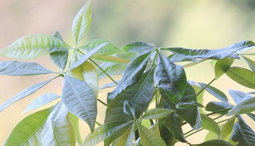 How to Care for Your Pachira Plant