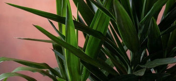 How to Care for Your Draco Plant