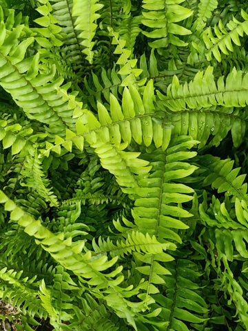 The Ultimate Guide to Boston Fern Care: Green Elegance in Your Home