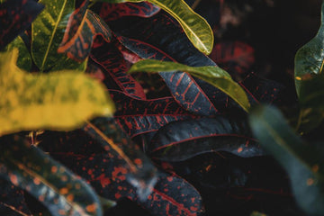 How to Care for Your Croton Plant in India: Essential Plant Care Tips