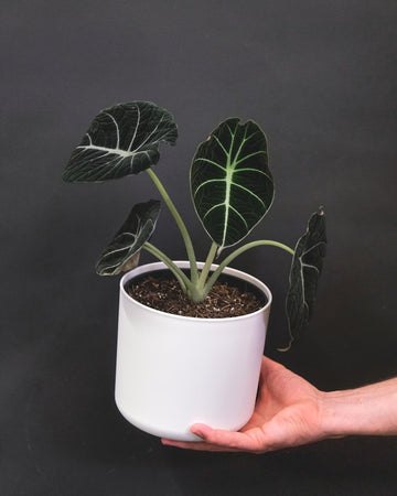 how to care for Alocasia plant India. Best tips to care for alocasia plant
