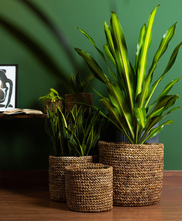 Unleashing the Hidden Benefits of Houseplants