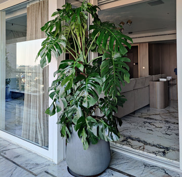 How to Care for Your Monstera | Palasa