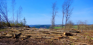 The Growing Threat of Deforestation