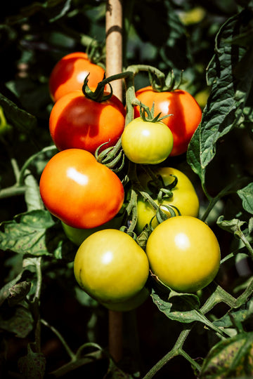 How to Grow Tomatoes in Indian Homes