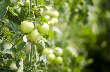 How to Grow a Vegetable Garden at Home in India
