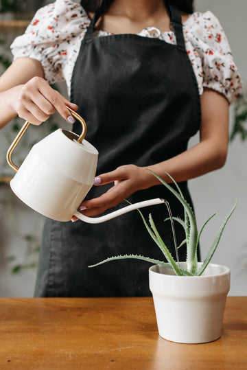 A Complete Guide to Watering Your Indoor Plants