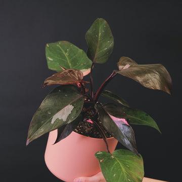 How to care for your Pink Princess Philodendron : Do’s and Don’ts