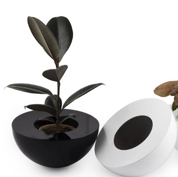 Rubber Plant Care in India: Do's and Don'ts