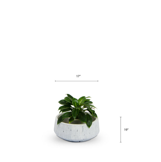 Bonsai Planter White