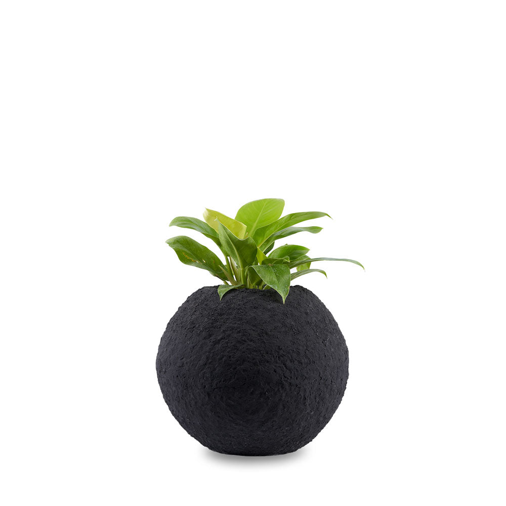 small black plant pots indoor Cosmos Small FRP Planter Coral Finish| Palasa Planters