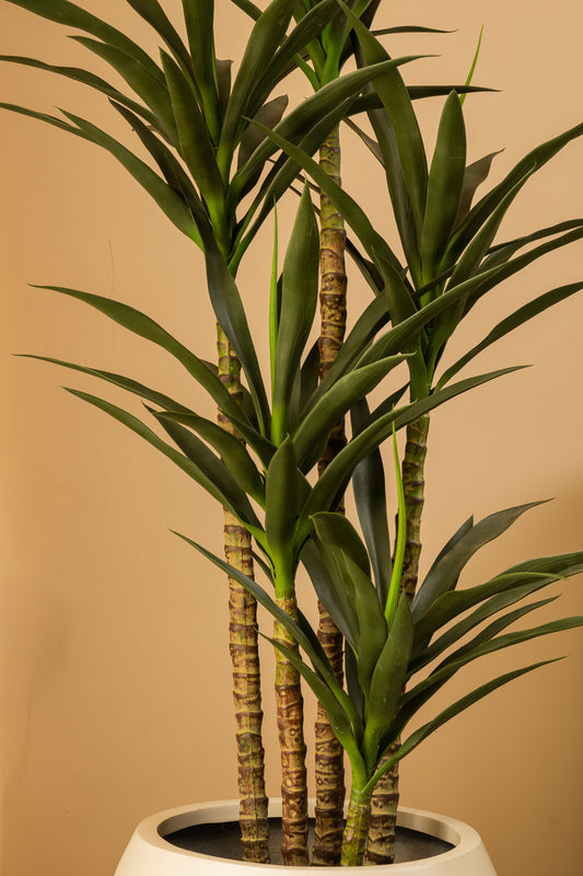 Faux Dracena Plant