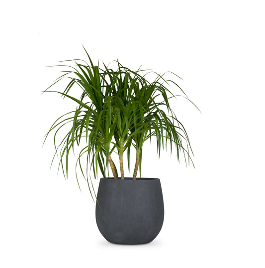 Buy FRP garden round pots Bangalore. Modern planters for Indoor, Outdoor, Balcony and Garden. Explore our wide range of FRP Planters, Concrete pots, GRC pots, Living room Planters, Garden Planters, Balcony Pots, Indoor Plant Pots, Hanging pots @Palasa. Large FRP planters available in various colours.