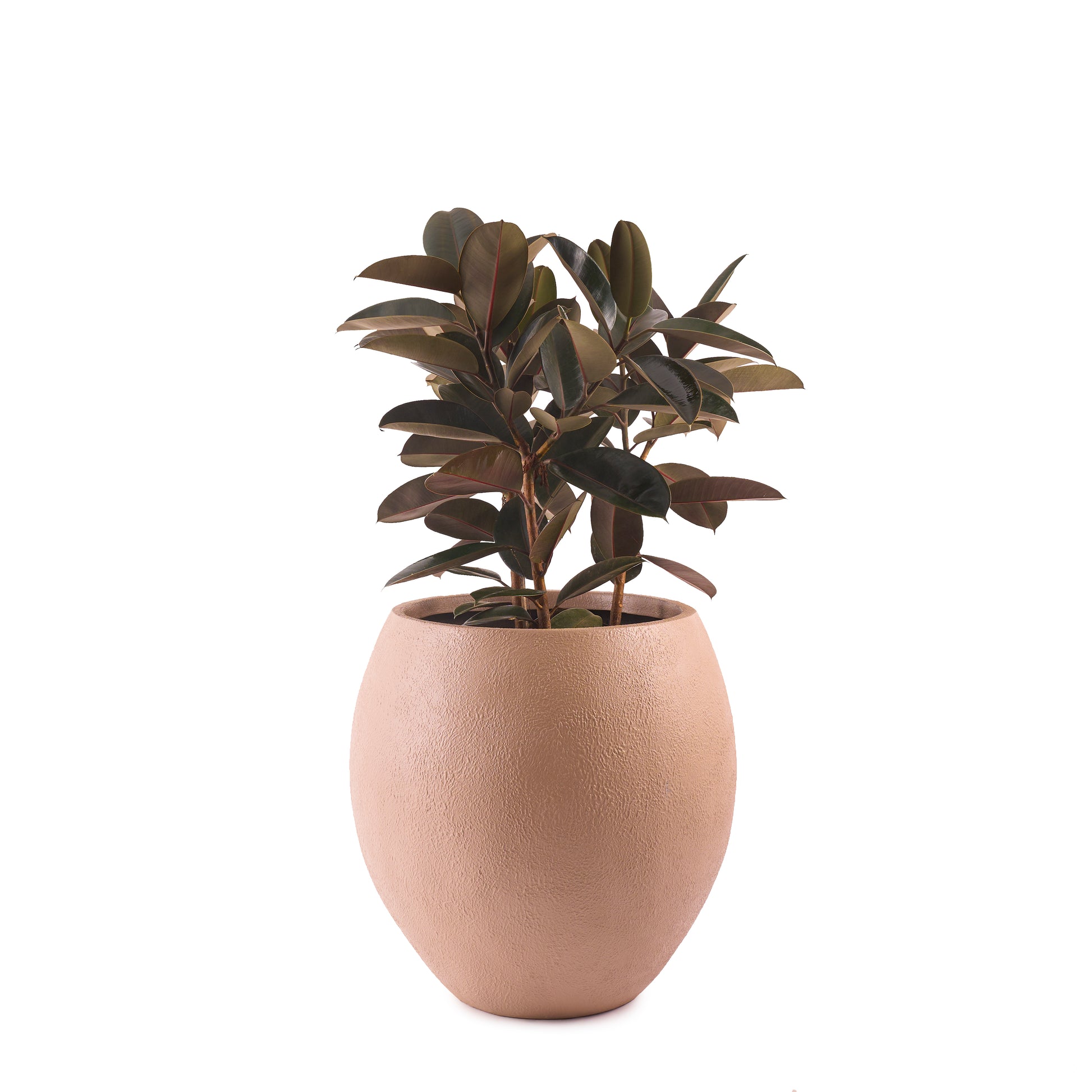 Cora FRP Round Planter by Studio Palasa is the perfect indoor plant pot for anyone looking for a living room planter or balcony planter. This big planter is made from FRP and light weight and easy to maintain