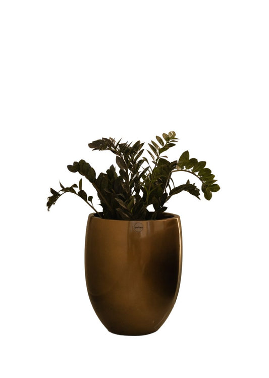 Iris FRP Brass Planter Pot