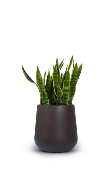 Aquila Medium Floor Planter in Matt Brown