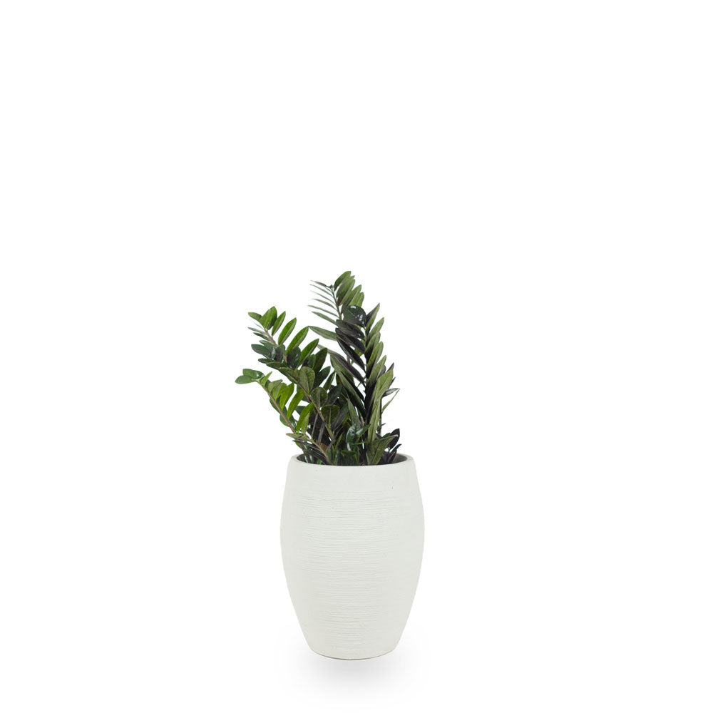 Buy round circular planters in Bnagalore online. White planters that have a beatutiful texture in Matt white available online in India