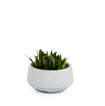 Bonsai Planter White