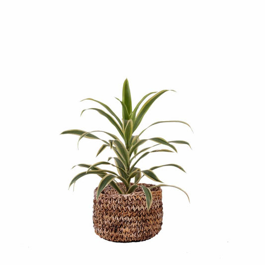 Lyra Desk planters- buy sustainable planters online india