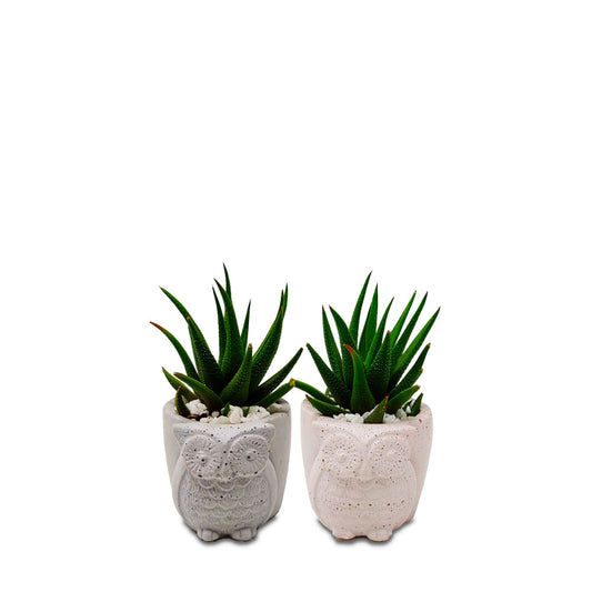 Owl Planter - Studio Palasa