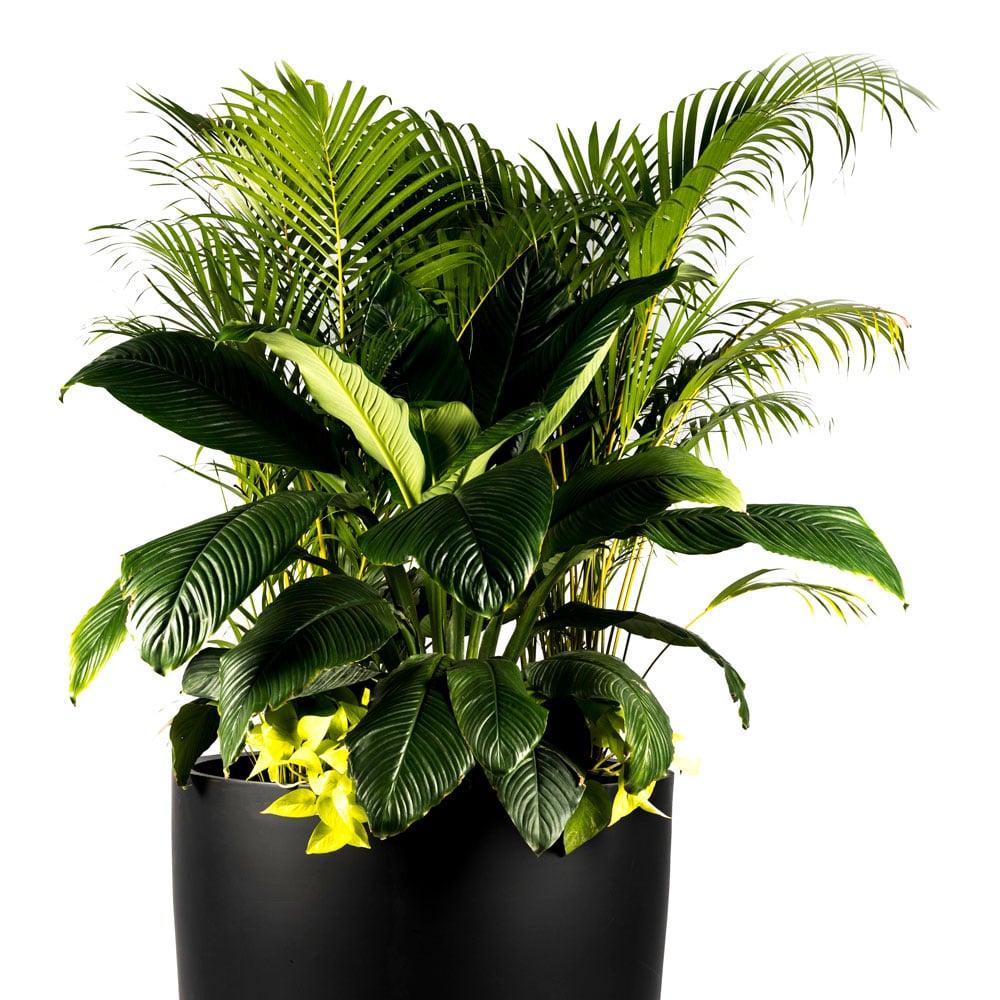 Our Circular Reservoir FRP  Planter is lightweight and strong, perfect for both indoor and outdoor use. Its sleek edges will surely make a statement in commercial or residential spaces!