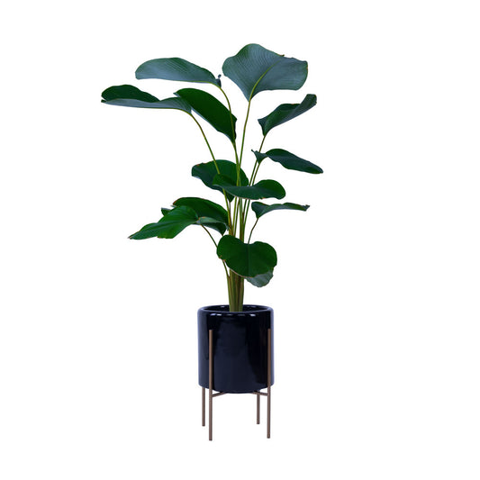 The Rolld Medium Black With Metal Standsโa beautiful slender, functional planter with stands that draws attention to your plants in any space. This planter pot is the ideal combination of FRP and both glossy appearances, and it is sure to stand out in any setting!