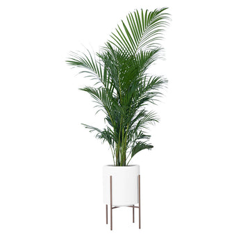 Our Rolld FRP Planter is the epitome of timeless elegance, crafted to grace both your indoor and outdoor spaces. The metal stands are powder coated - This Round planter pot is the perfect combination of FRP and both shiny finishes, and it is sure to create a statement!