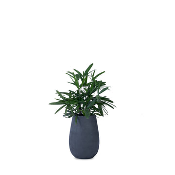 Teardrop Medium Planter by Studio Palasa is a beautiful planter that comes in many colours like grey, white and Sadarhalli. This planter can and indoor planter or outdoor planter.