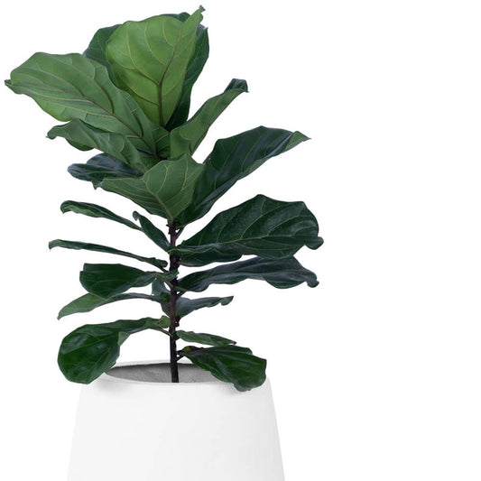 Teardrop Small Planter - Studio Palasa