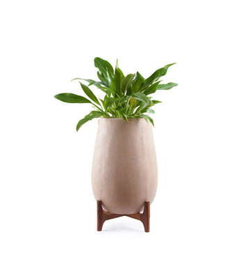 Teardrop Planter Medium with Wood Stand