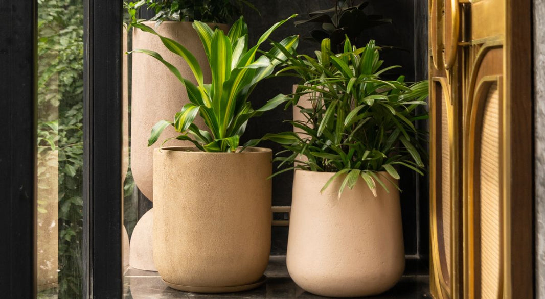 The Essential Debate Should Planters Have Drainage Holes?