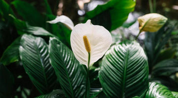 A Complete Guide to Caring For Your Peace Lily