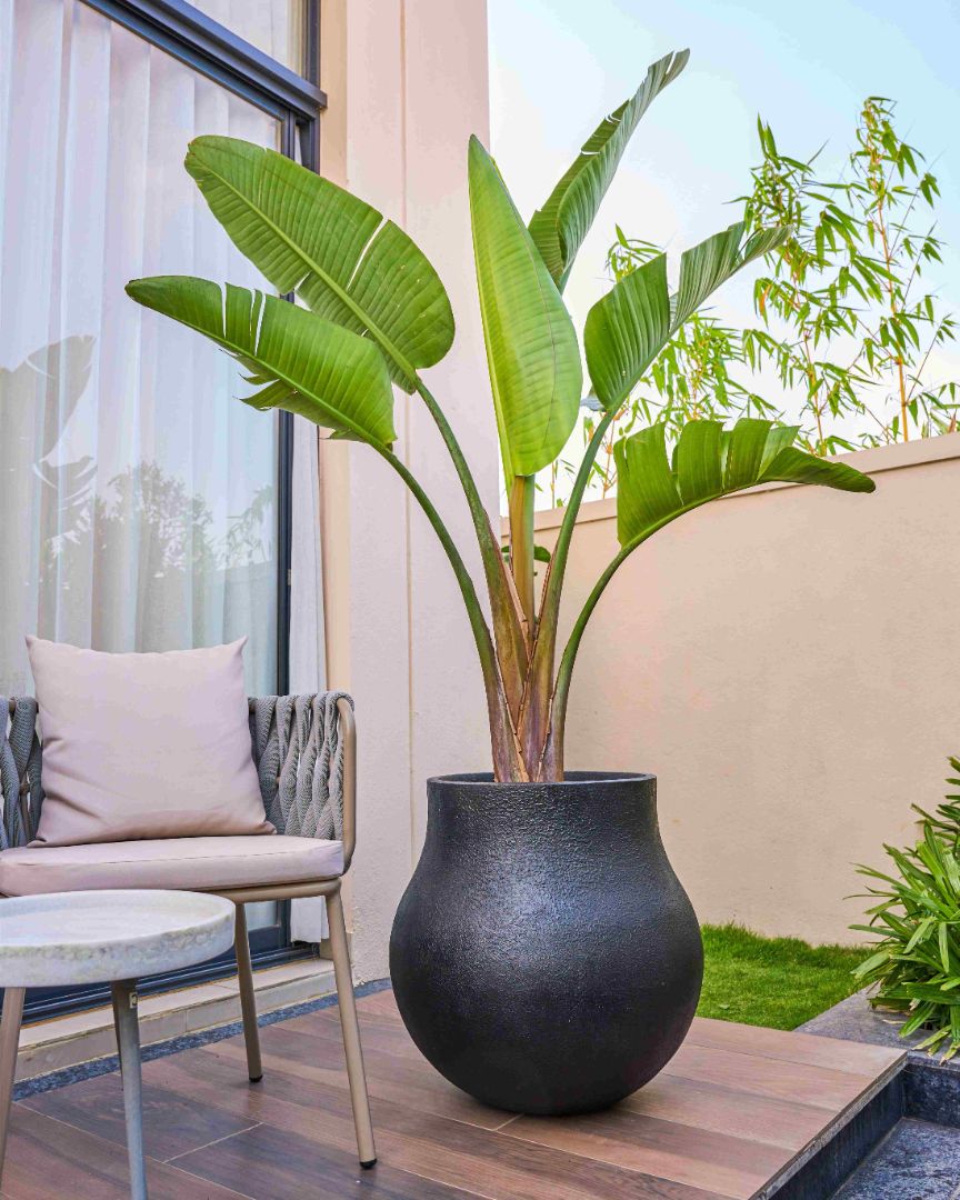 Best Plants and Planters for Balcony: Makeover Your Outdoor Balcony with Style