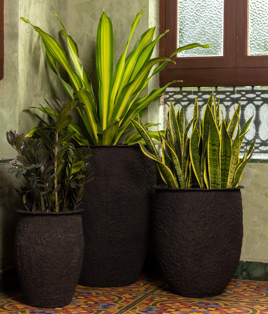 Top 10 Indoor Plants - Palasa