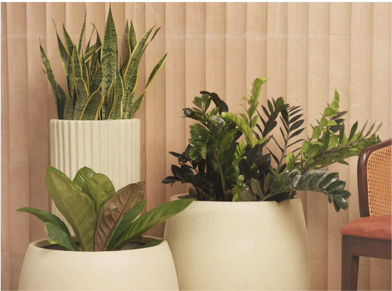Plant Care Guide