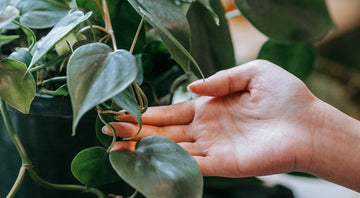 Philodendron Heartleaf Palasa