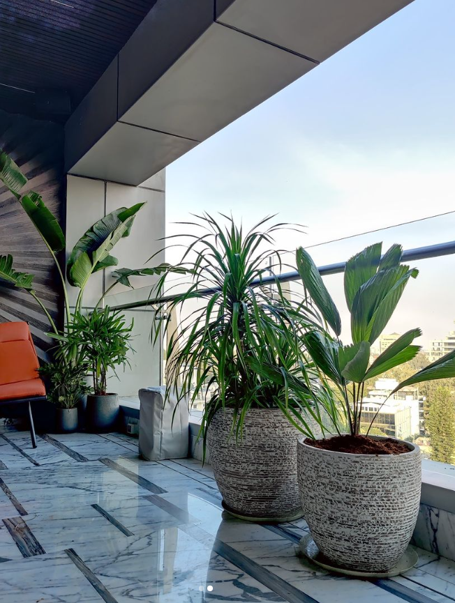 Greening Your Balcony: A Guide To Decorating With Plants