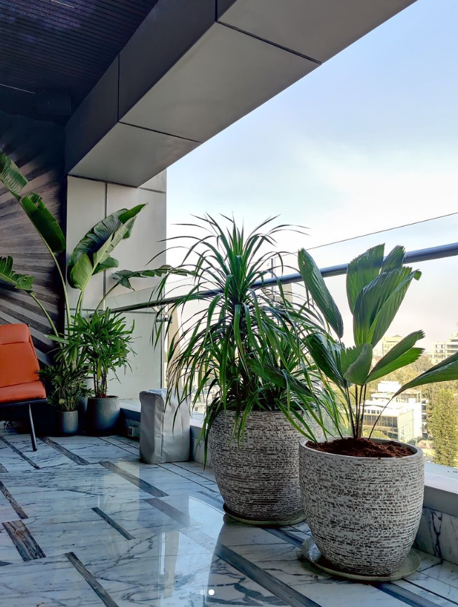 Balcony Garden Ideas: A Guide To Decorating With Plants