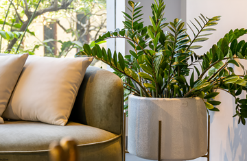Your First Planter Matters: Choosing the Right Pot for Your First Plant