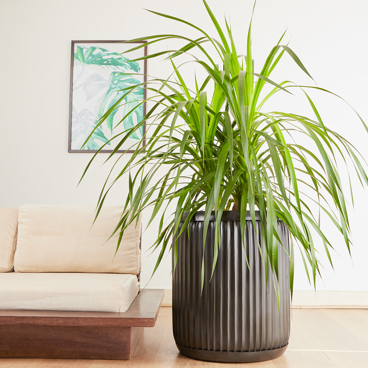 Here’s Everything You Need to Know About Your Dracaena Draco Plant