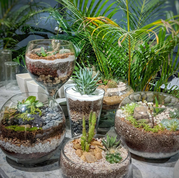 The Beginner's Guide to Making a Terrarium: A Miniature Green World